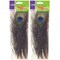 Peacock Feathers, Standard Size, 10" To 11", 12 Per Pack, 2 Packs